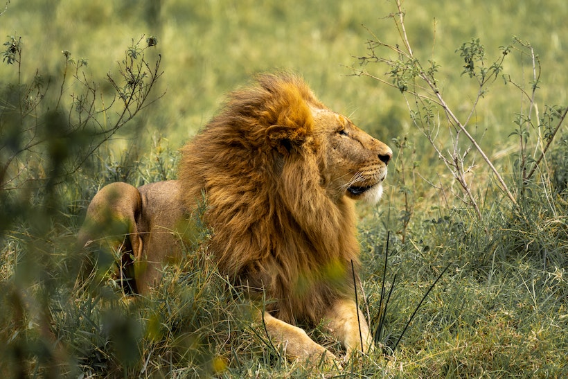Lion Lying on Green Grass
