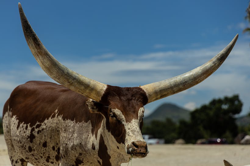 Ankole Watusi Cow