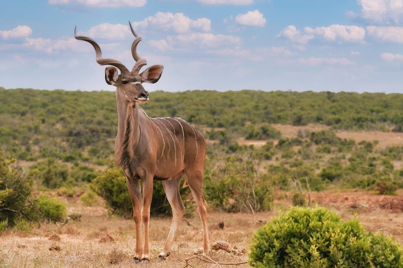 Photograph of a Kudu with Horns