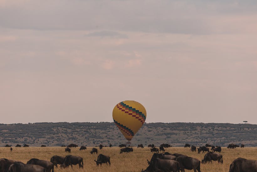 Colorful hot air balloon landing on savanna with herd of wildebeests pasturing in Serengeti national park Tanzania Africa